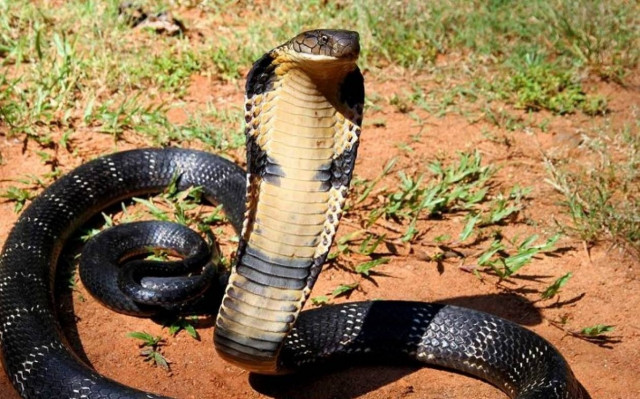 World's Biggest Venomous Snake Ever Lived in Greece