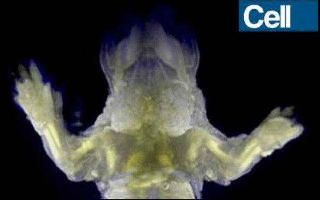 Οι επιστήμονες δημιούργησαν διάφανα ποντίκια