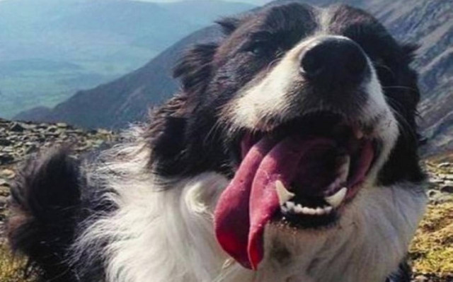 Ξαναβρήκε το σκύλο του χάρη σε πρωτοφανή κινητοποίηση