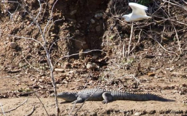 Αφού δεν συλλαμβάνουμε τον Σήφη ας τον... «μαντρώσουμε»