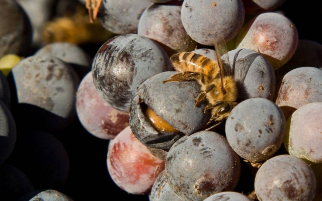 «Με τσάμπουρα και μούστο… » στα Τρίκαλα