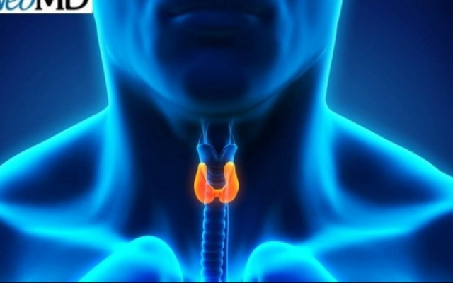 Θυρεοειδής: Ποιες τροφές τον βλάπτουν και ποιες όχι