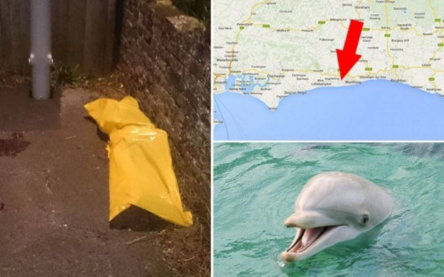 Νεκρό δελφίνι σε σοκάκι από υπερβολική δόση… σεξ!