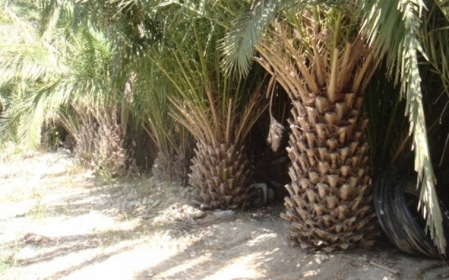 «Αρρώστησαν» οι φοίνικες στην Πρέβεζα