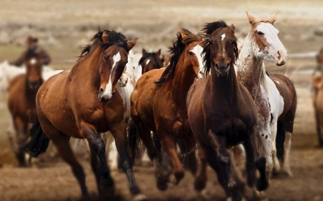 Μετέφεραν σε φορτηγό… εννέα κλεμμένα άλογα!