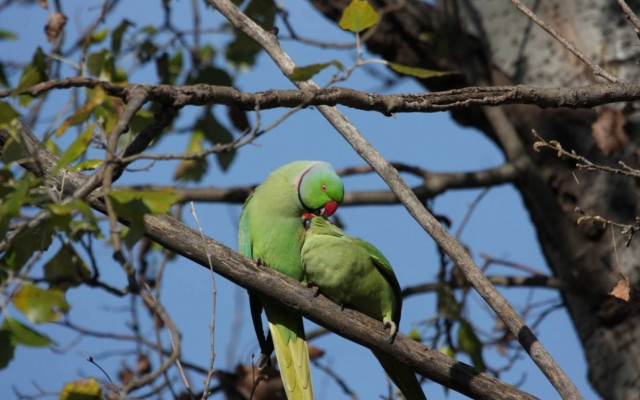 Γεράκια στο ΑΠΘ... ασημόγλαροι στον Άγιο Δημήτριο