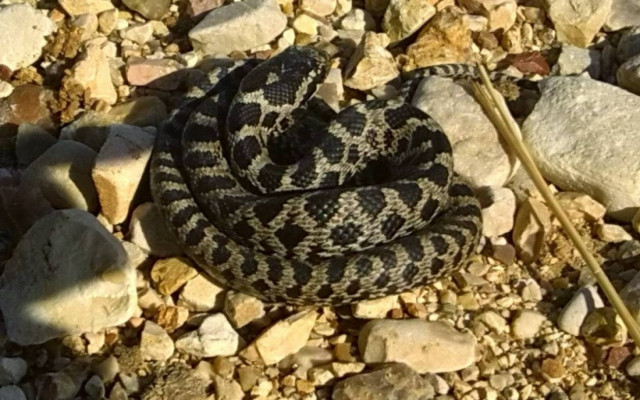 Παρατήρηση νεαρού Λαφιάτη στο Δέλτα του Καλαμά!