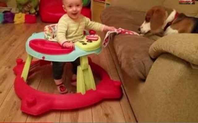 Τι γίνεται όταν ο σκύλος κλέψει την σαλιάρα του μωρού;