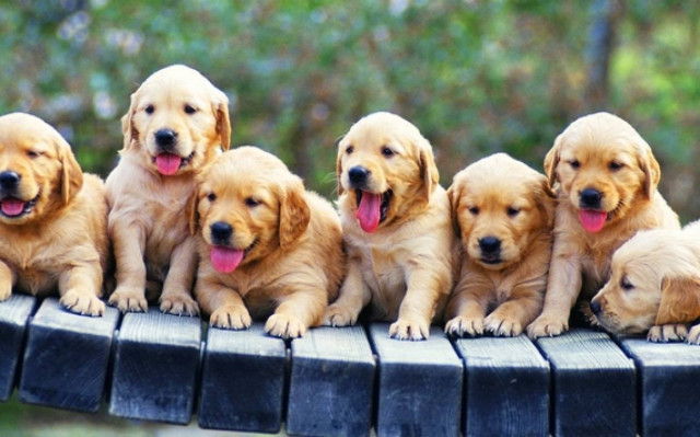 Σκότωσαν κουτάβια πετώντας τα σε αρδευτικό κανάλι