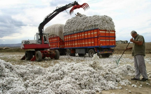 Η κακοκαιρία άφησε πίσω της κατεστραμμένο βαμβάκι