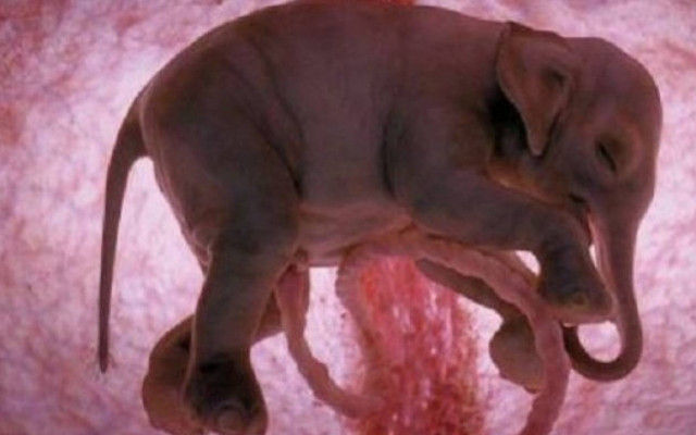 Ζώα μέσα στη μήτρα!