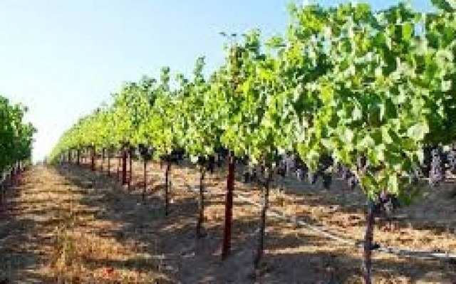 Τεράστιες οι ζημιές φέτος στην αγροτική παραγωγή