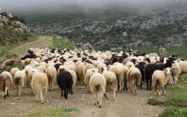 Το... πέρασμα των προβάτων κατέληξε σε άγριο ξυλοδαρμό