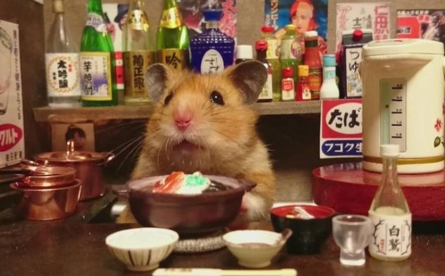 Χάμστερς σε ρόλο... bartender!