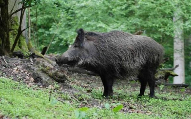 Ο κυνηγός έγινε... θήραμα