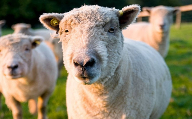 Φοιτητής κακοποίησε πρόβατο λόγω... άγχους!