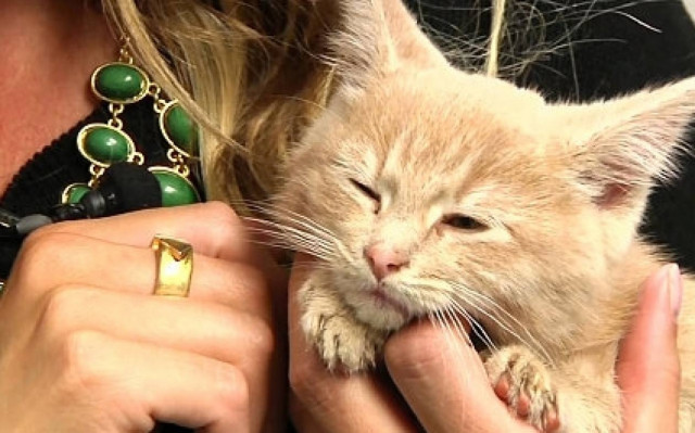 Το γατάκι που σώθηκε από βέβαιο θάνατο (vid)