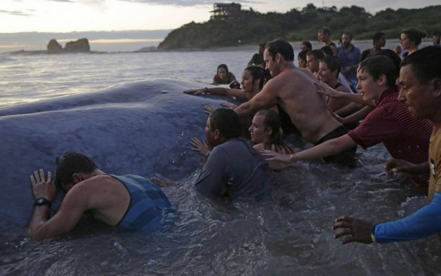 Φάλαινα καταδικασμένη στον θάνατο (photos)