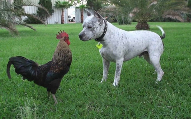 Σκύλος συναντάει κόκορα (Video)