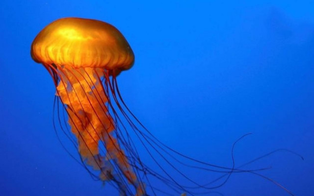 Ο βυθός της Καλιφόρνια στην οθόνη σου!