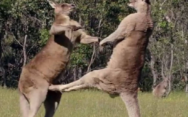 Έτσι ξεκαθαρίζουν τους... λογαριασμούς τους τα καγκουρό!