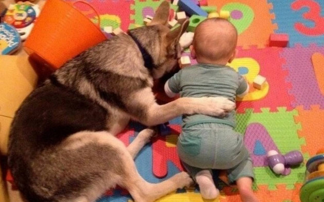 Όταν το χάσκι συνάντησε τον μπέμπη...