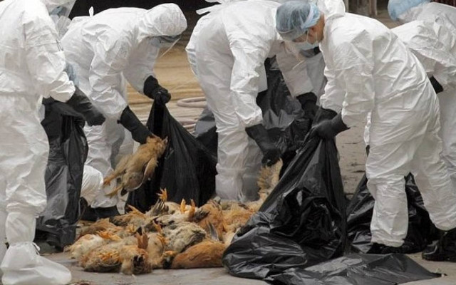 Μικρή η πιθανότητα εξάπλωσης της γρίπης των πτηνών