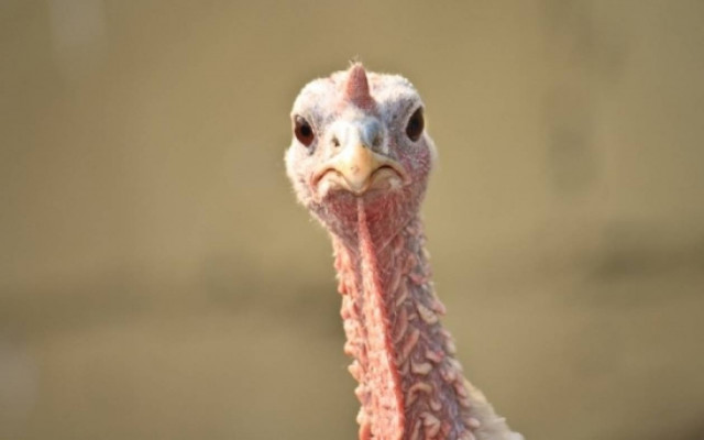 Γρίπη των πτηνών: Όλα όσα πρέπει να γνωρίζετε