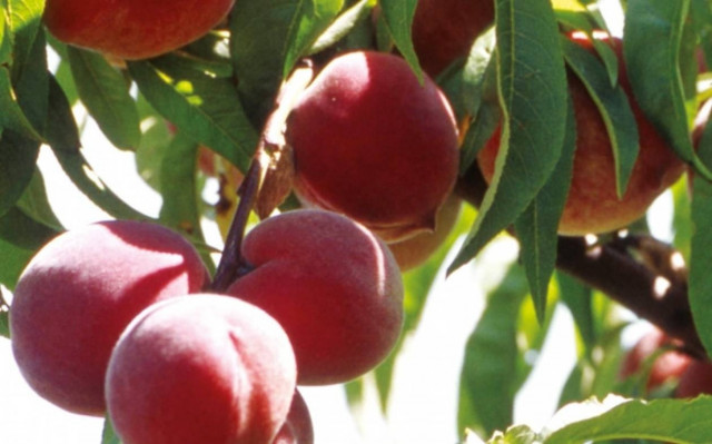 «Απελπιστική» η κατάσταση αν συνεχιστεί το ρωσικό εμπάργκο