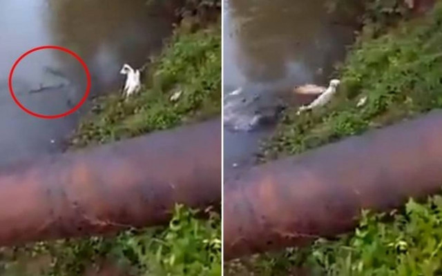 Σκύλος γλύτωσε από επίθεση κροκόδειλου!