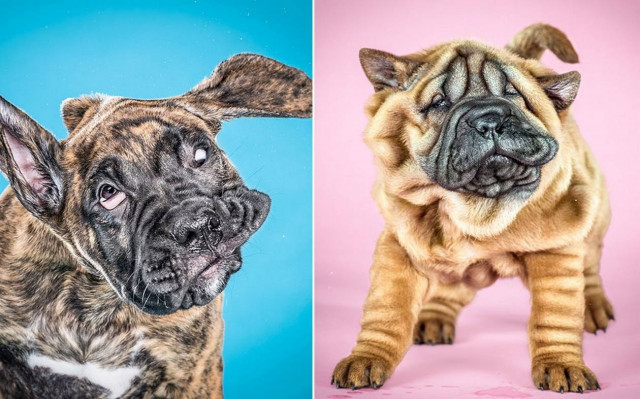 Αξιολάτρευτα κουταβάκια λίγο μετά το μπάνιο!