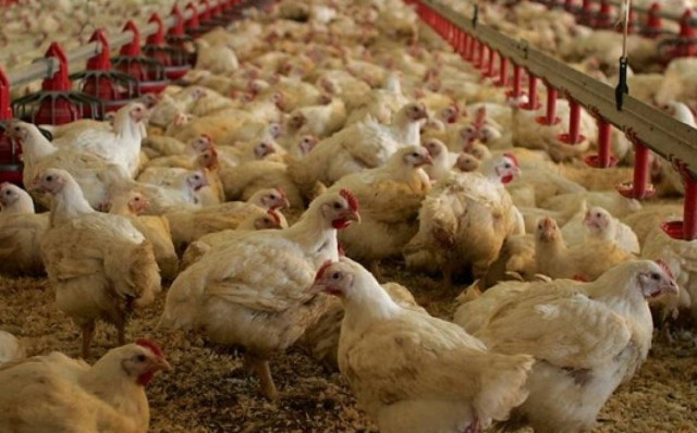 Ουκρανία: «Φρένο» στην εισαγωγή πουλερικών από τρεις χώρες