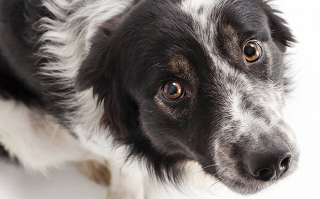 Έντεκα ένοχοι σκύλοι που έχουν μετανιώσει (Video)