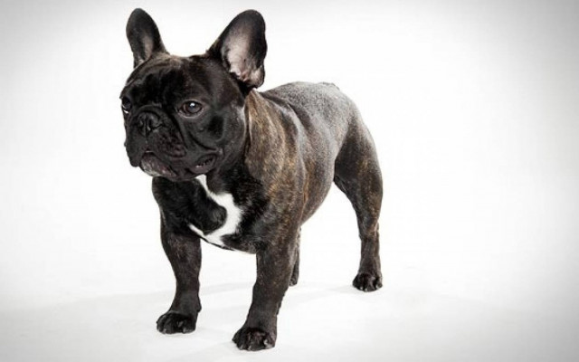 Ένας σκύλος που κάνει σαν μηχανή diesel!