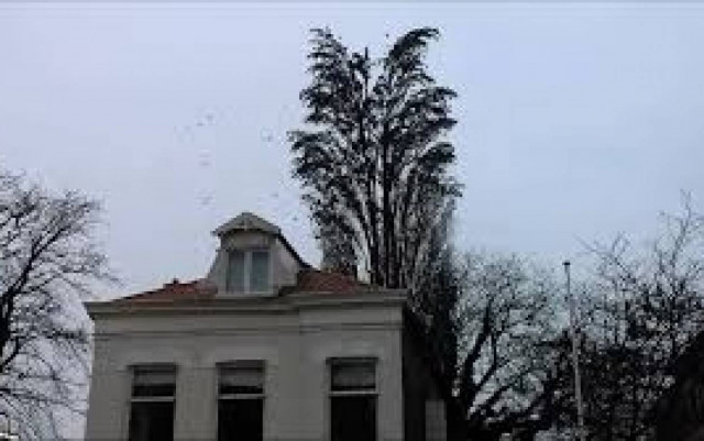 Είναι ένα απλό δέντρο. Ή μήπως όχι; (βίντεο)