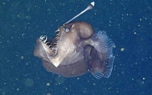 Επιστήμονες συνάντησαν την πεσκανδρίτσα του… Διαβόλου