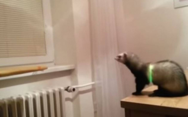 Κουνάβι κεντράρει, υπολογίζει, αλλά κάνει epic fail jump