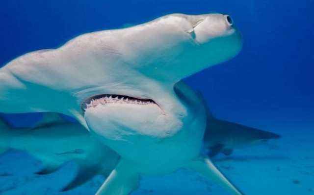 Αυστραλός καβάλησε… σφυροκέφαλο!