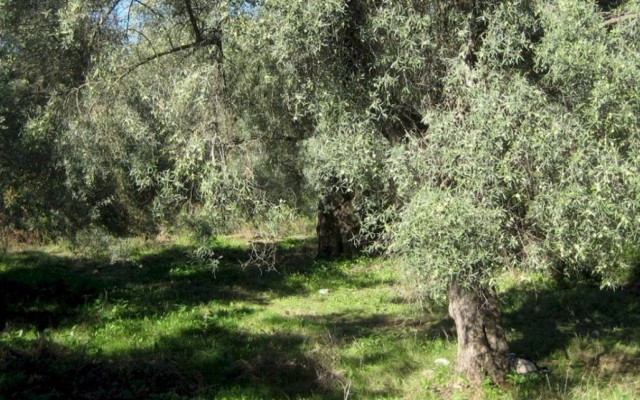 51χρονος κατέρρευσε την ώρα που μάζευε ελιές