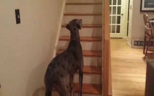 EΠΙΚΟ: Το αφεντικό ντύθηκε φάντασμα, ο σκύλος κόντεψε να...