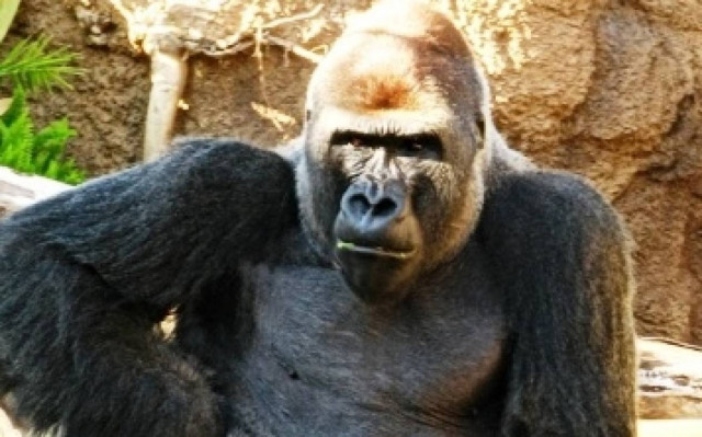 Έξαλλος γορίλας λιθοβολεί αδιάκριτο επισκέπτη... (vid)