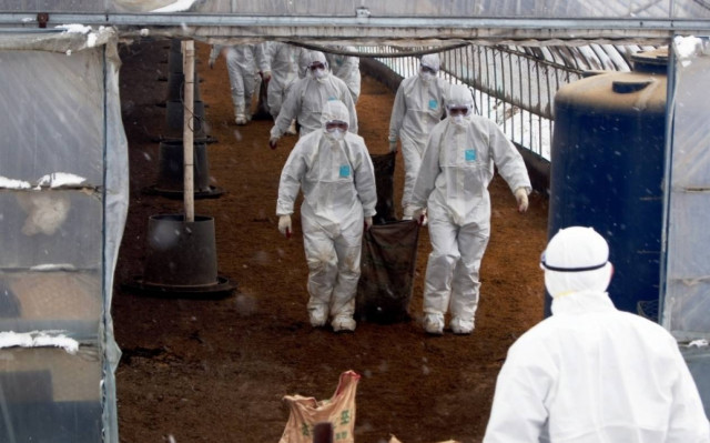 Σε άγριο πουλί εντοπίστηκε ο H5N8 της γρίπης των πτηνών