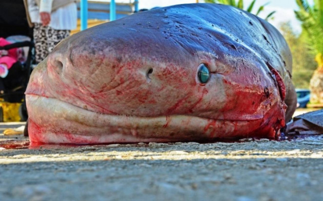 Ψάρεψαν καρχαρία στον Αργολικό κόλπο (Photos)