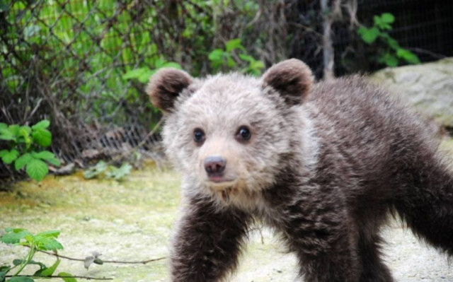 Τραυματίστηκε αρκουδάκι από διερχόμενο αυτοκίνητο (Photo)