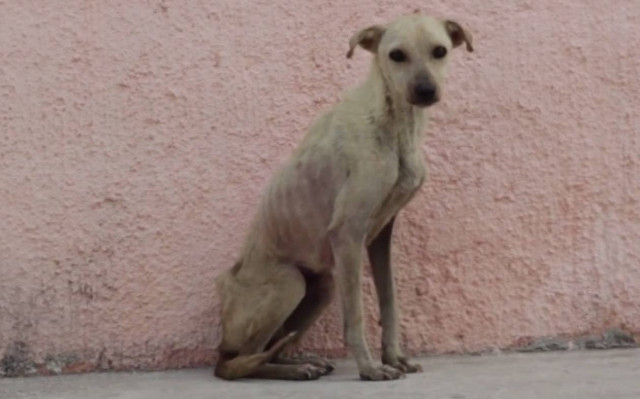 Η ιστορία ενός σκύλου που έδωσε μάχη για τη ζωή του