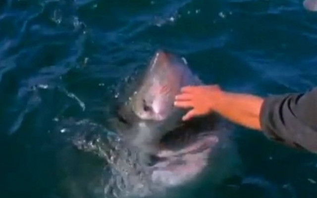 Βίντεο: Ήρθε τετ-α-τετ με καρχαρία και...