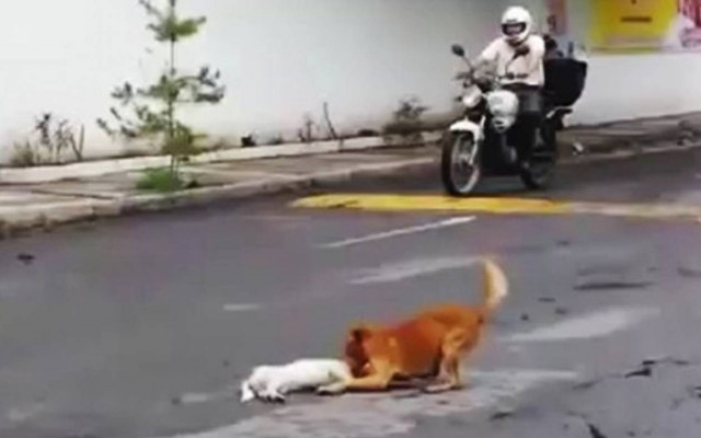 Σπάει καρδιές: Σκύλος προσπαθεί να σώσει χτυπημένο φίλο του