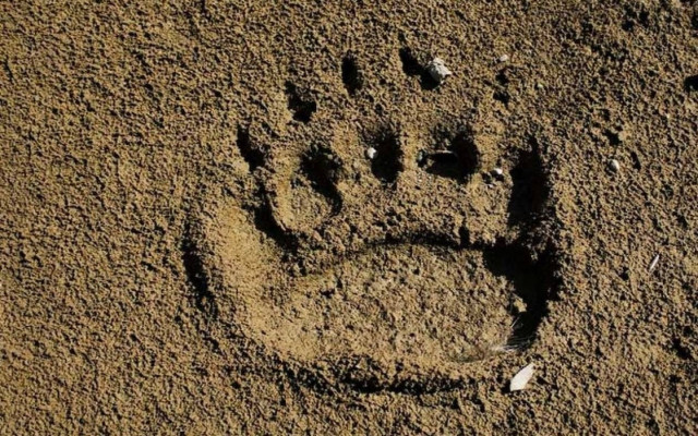 Στην Κτηνιατρική του ΑΠΘ μεταφέρθηκε τραυματισμένο αρκουδάκι