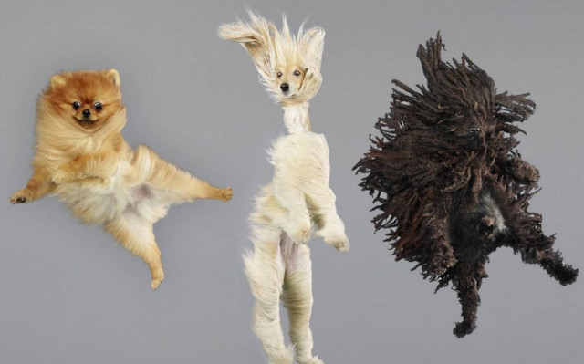 Ποιος είπε ότι οι σκύλοι δεν μπορούν να… πετάξουν;