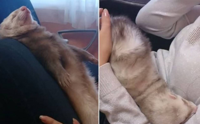 Αξιολάτρευτο κουνάβι δεν μπορεί να κρατηθεί ξύπνιο!